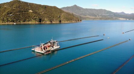 Image for FlipFarm system boosts Coffin Bay oyster production