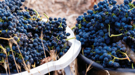 Image for New Wine Australia CEO named