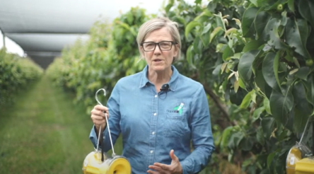 Image for RapidAIM IoT sensors destined for the orchard