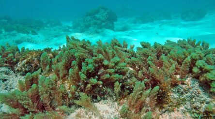 Image for Six agtech projects awarded $4 million on novel feeds for methane reduction