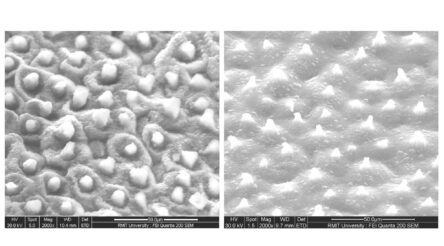 Image for New lotus-inspired bioplastic repels water and dirt, is ready for industrialisation: RMIT researchers