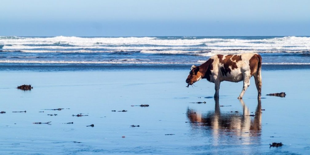 cow-on-beach-1024×504-1-1008×504