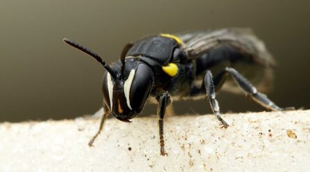 Image for Bee-inspired biopolymer project will develop new textile coatings