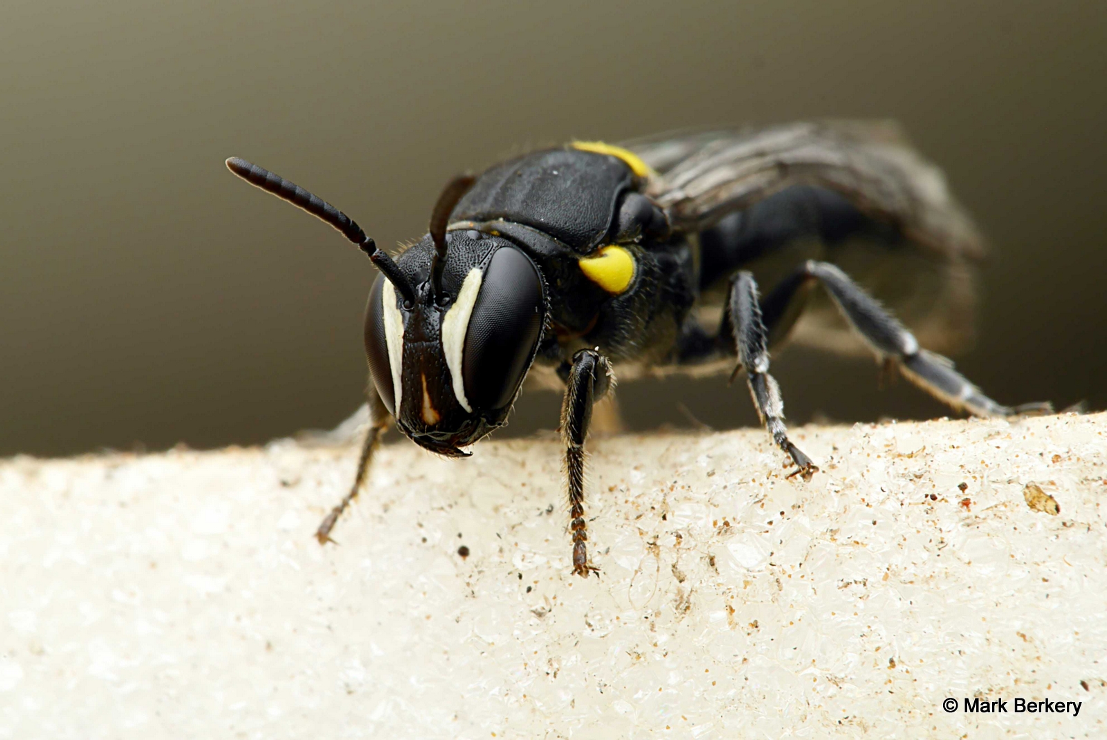 5-p1100869_filtered-mark-berkery