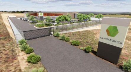 Image for Cannaponics to build processing factory, investigate hemp products under MoU with Avacare