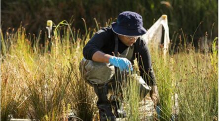 Image for Native reed cleans up dangerous PFAS chemicals