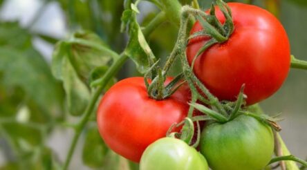 Image for BOOSTER-Mag approved for field and protected crops