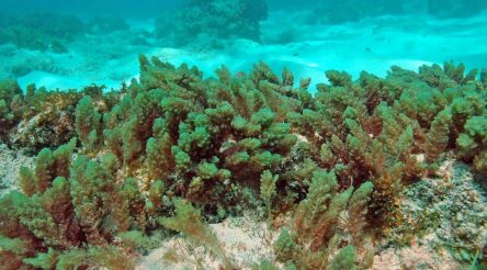 Image for Asparagopsis era begins with first commercial sale by CH4