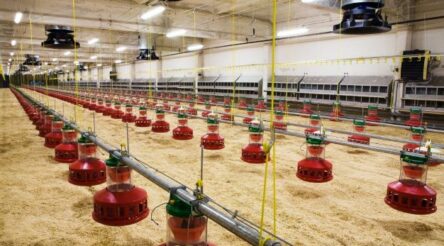 Image for ARENA funds to warm chickens using heat pump system