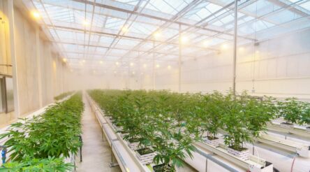 Image for Medical marijuana maker R&D tax break as CEO steps down