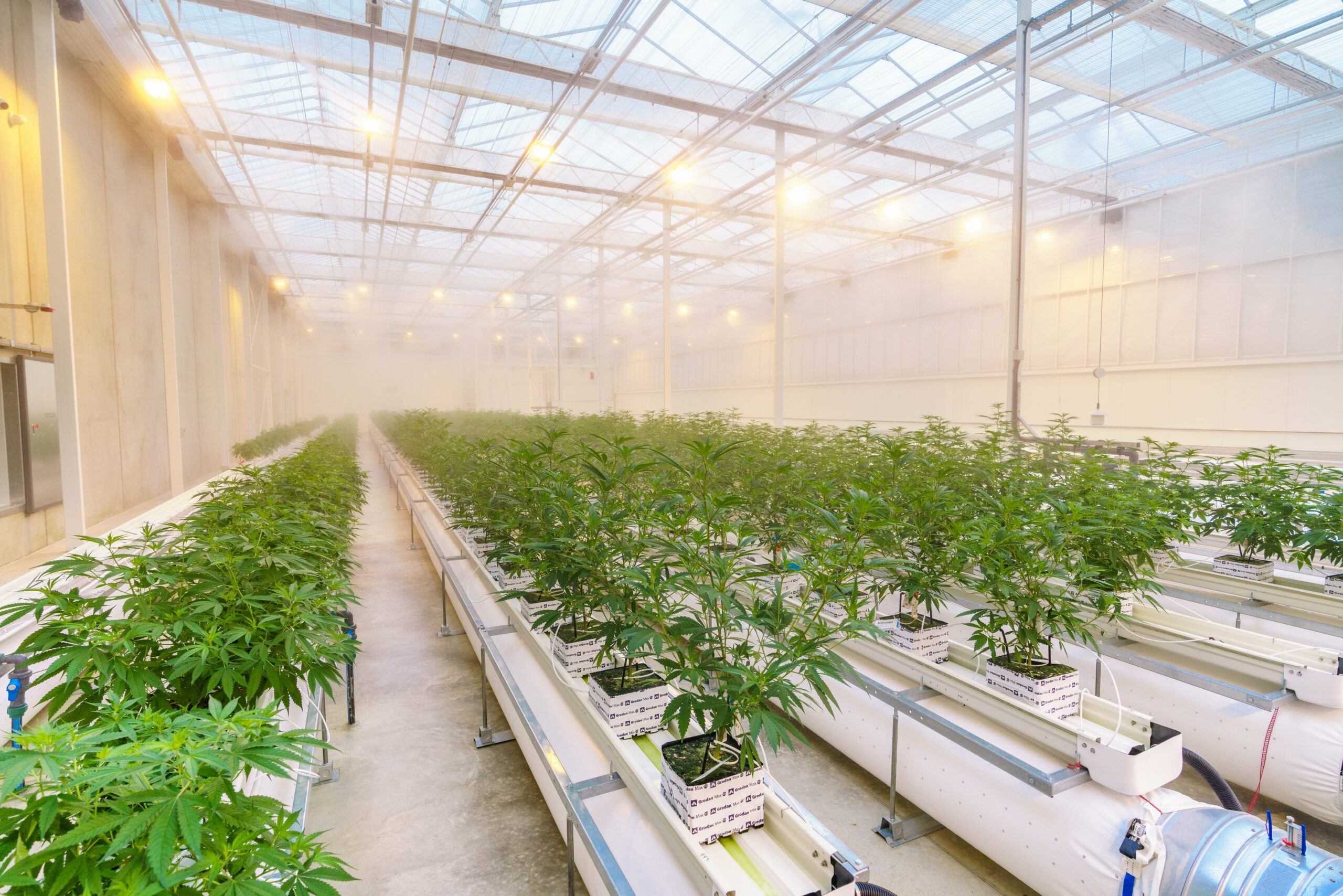 Cann Group medical marijuana growing factory
