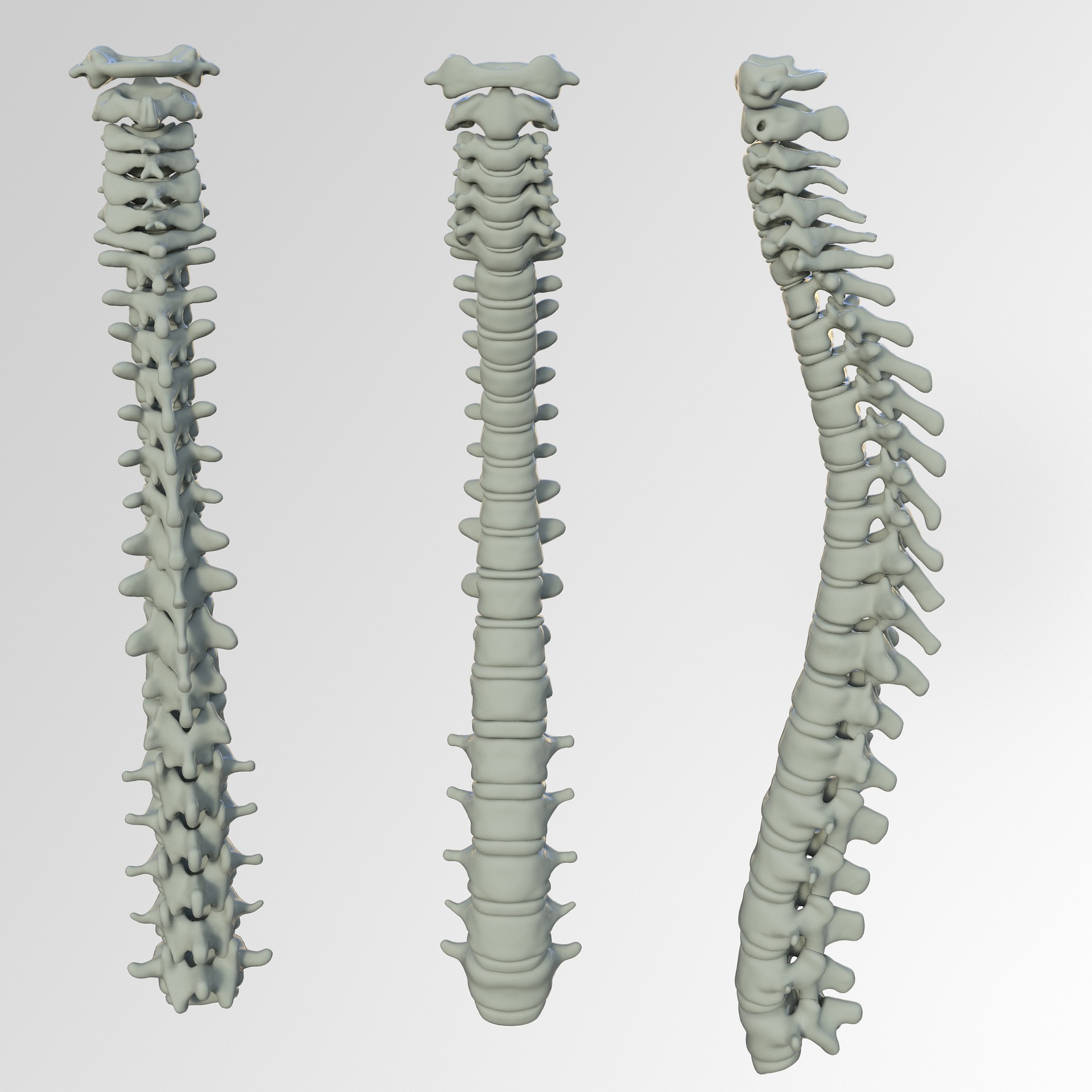 spine-gc1bbef3eb_1920 graphic of spines
