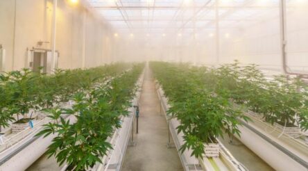 Image for GlaxoSmithKline to commercialise Cann Group cannabis medication