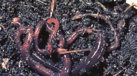 Image for New fertiliser facility to create ten new jobs, says Kookaburra Worm Farms