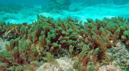Image for Seaweed genome research promises better compound discovery for health, environmental purposes