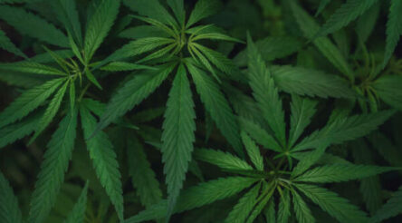 Image for Aussie hemp industry’s high ambitions