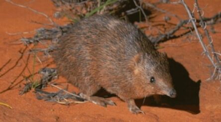 Image for Infrabuild fencing conserves our special marsupials