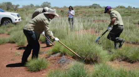 Image for Trioda Wilingi gets $2.6 million investment to develop medical gels from native grasses