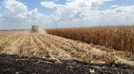 Image for ‘Forever chemicals’ have made their way to farms. For now, levels in your food are low – but there’s no time to waste