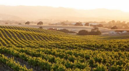 Image for Treasury again considering wine brand divestment