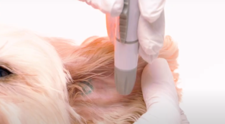 Image for UBI launches Petrackr diabetes monitoring device for pets