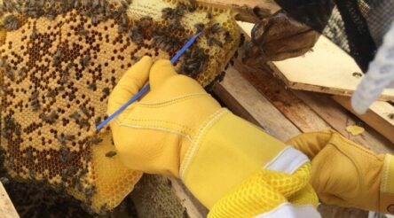 Image for Sweet Kangaroo Island discovery for sour beers