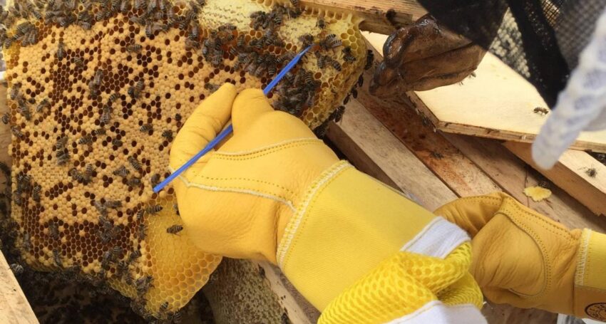 bee-bacteria-resized-850×455