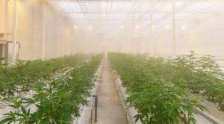 Image for Cann Group doubles sales as CBD use takes off
