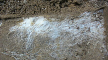 Image for Fungi could be the next frontier in fire safety