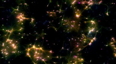 Image for DishBrain project awarded almost $600,000 to pursue lifelong learning for AI