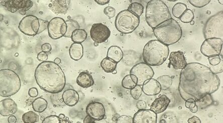 Image for New report estimates non-animal models represent a $1.5 billion opportunity for Australia