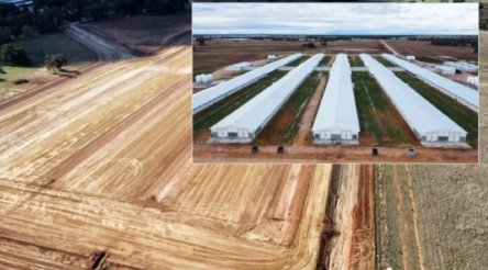 Image for Baiada Poultry cracks on to R&D and automation