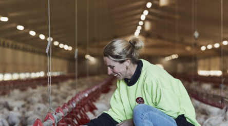 Image for Inghams recovers and recovers sharply rising costs