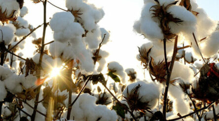 Image for Export program awards $890,000 to cotton industry groups