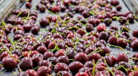 Image for CSIRO programme targets SME innovation in agrifood