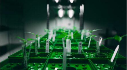 Image for Bod Science R&D supports cannabis absorption