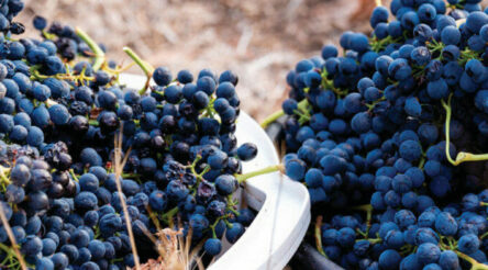 Image for Global trends challenging, exports down in 2023: Wine Australia