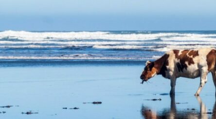 Image for Guidelines released for livestock methane emissions reduction grants worth up to $3 million