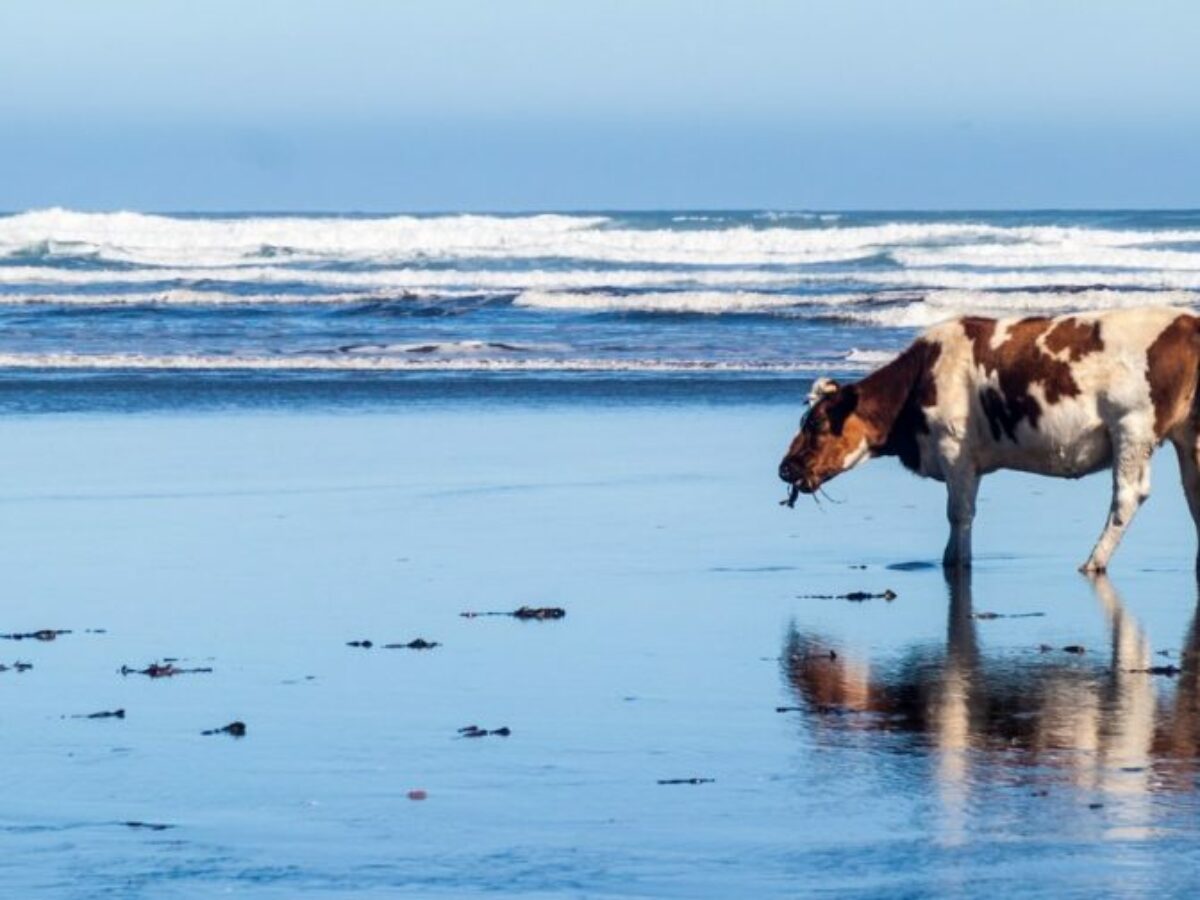cow-on-beach-1024×504-1-1200×900-c-default