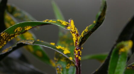 Image for UQ team develops potential prevention and cure for invasive fungal disease in plants