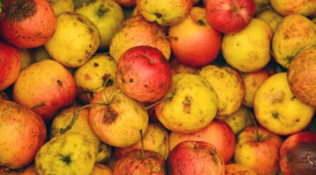 Image for Pair plan pectin production from food waste