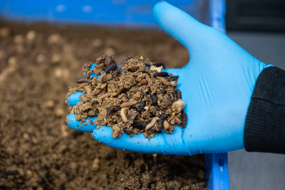 Black-Soldier-Flies-larvae-transforming-food-waste-into-sustainable-byproducts-protein-and-frass