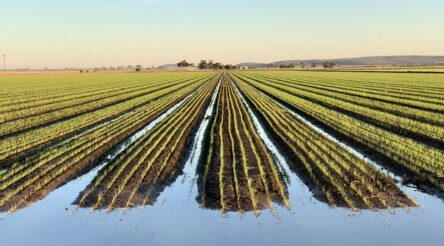 Image for Rice growers welcomes NSW gov decision to end rice vesting
