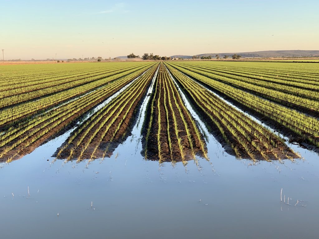 Riverina-quality-rice-being-grown-on-beds-1024×768
