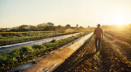 Image for Food has a climate problem: Nitrous oxide emissions are accelerating with growing demand for fertiliser and meat – but there are solutions