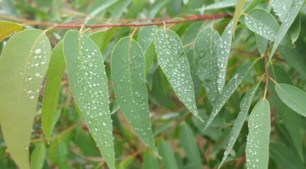 Image for Bio-Gene sees breakthrough in environmentally-friendly pesticide production