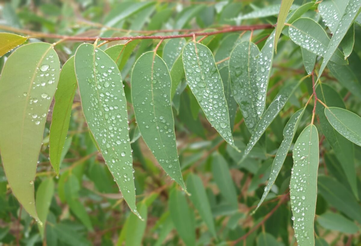 230703-Eucalyptus-cloeziana-leaves-water-droplets