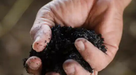 Image for Biochar doesn’t just store carbon – it stores water and boosts farmers’ drought resilience