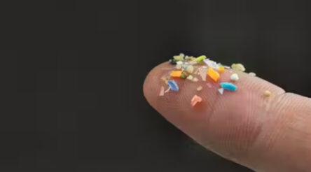Image for Scientists reviewed 7,000 studies on microplastics. Their alarming conclusion puts humanity on notice