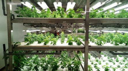 Image for Researcher says more needs to be done to cultivate vertical farming’s potential 